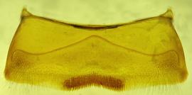   Anthidium porterae  male, ventral view of fourth sternum (S4), photo from Gonzalez and Griswold 2013 
